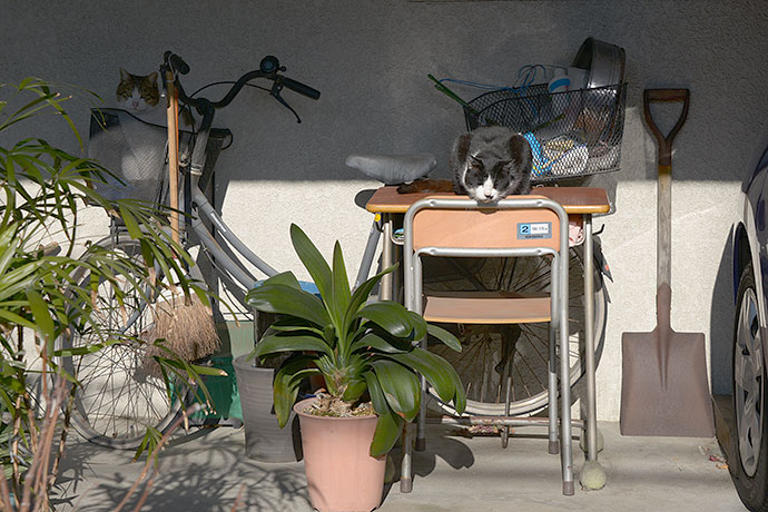 街のねこたち