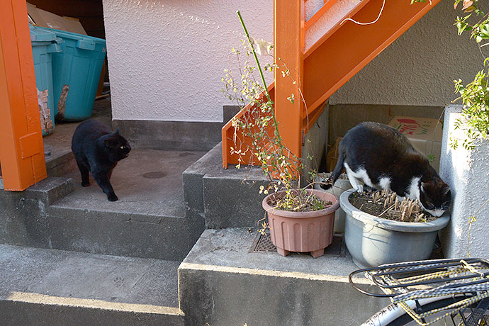 街のねこたち