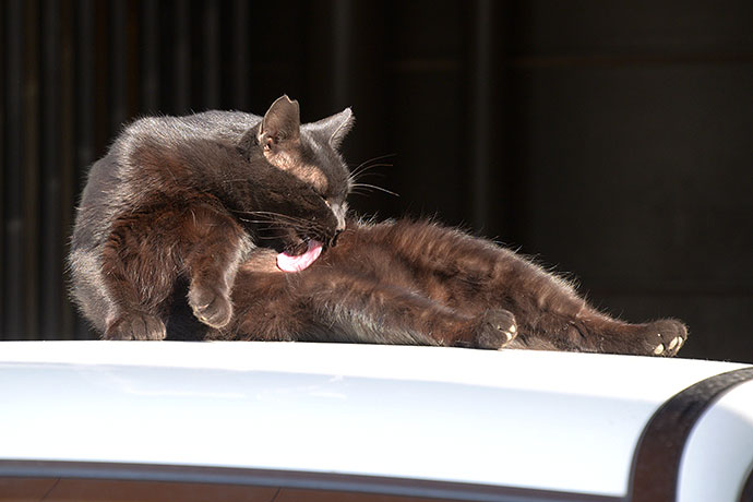 街のねこたち