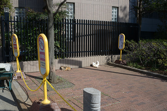 街のねこたち