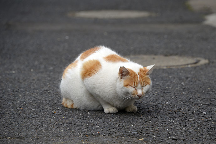 街のねこたち