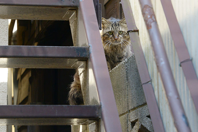 街のねこたち