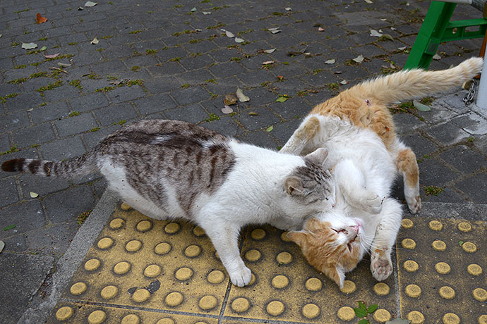 街のねこたち