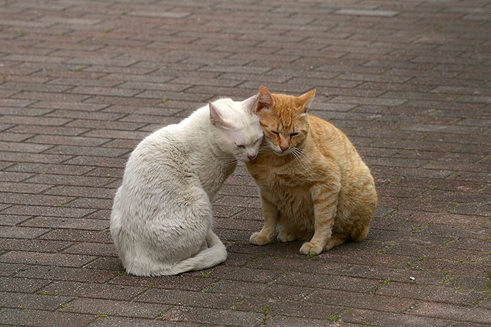 街のねこたち