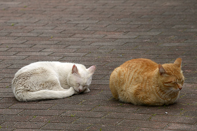 街のねこたち
