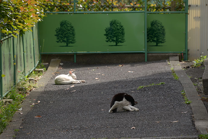 街のねこたち