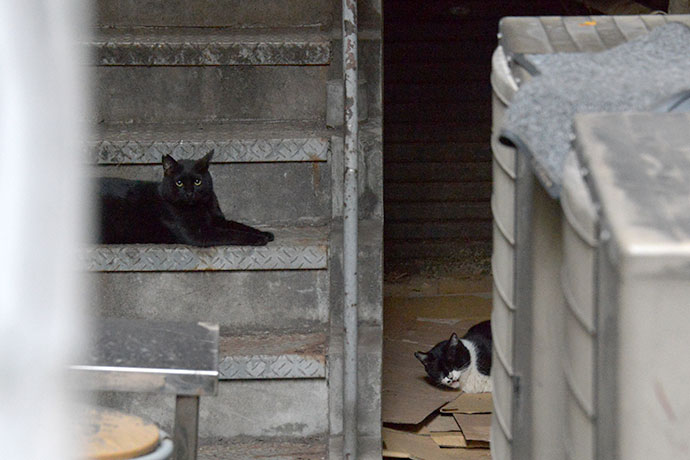 街のねこたち