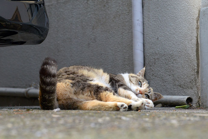 街のねこたち