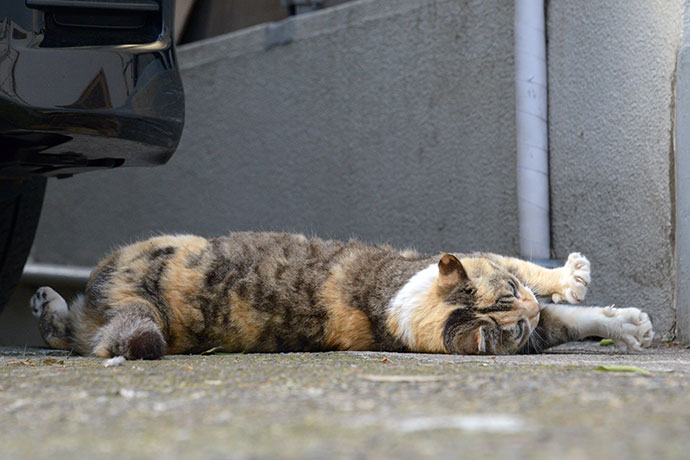 街のねこたち