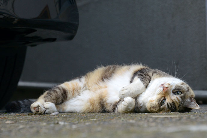 街のねこたち