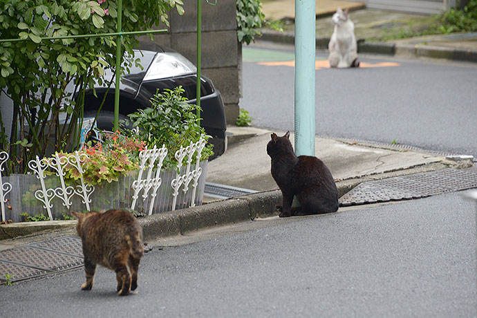 街のねこたち