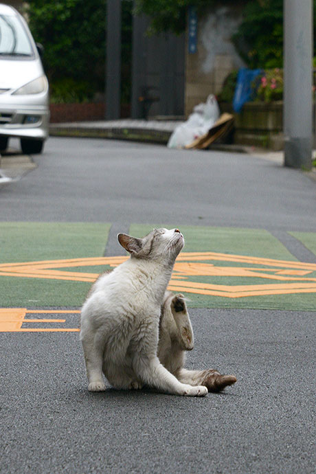 街のねこたち