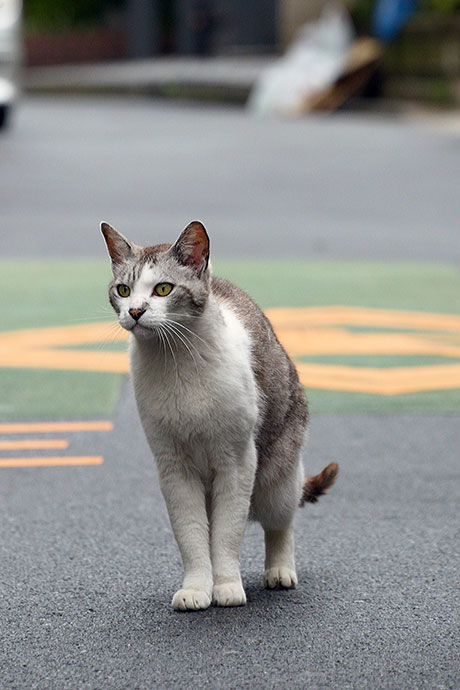 街のねこたち