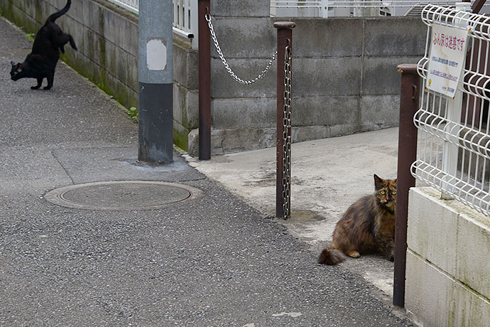 街のねこたち