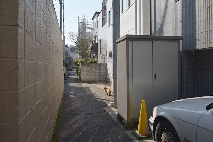 街のねこたち