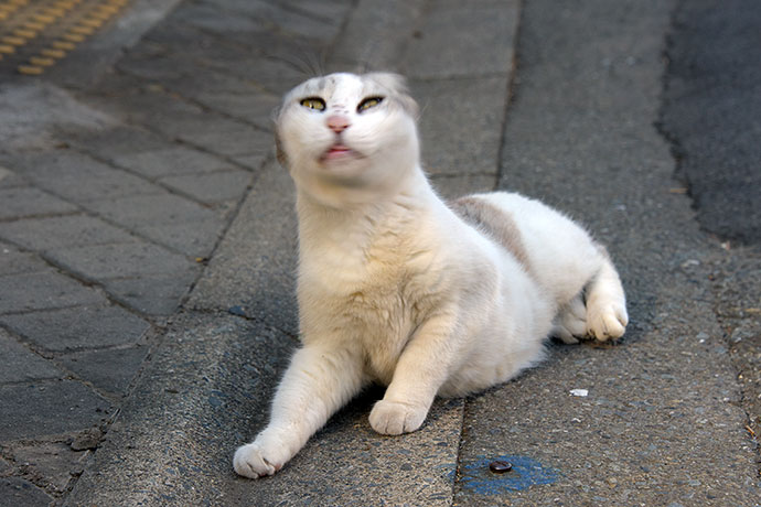 街のねこたち