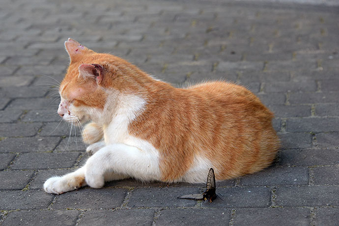 街のねこたち