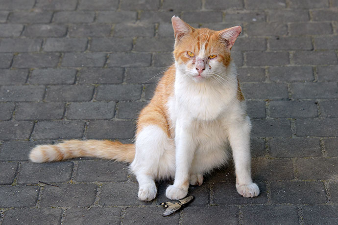 街のねこたち