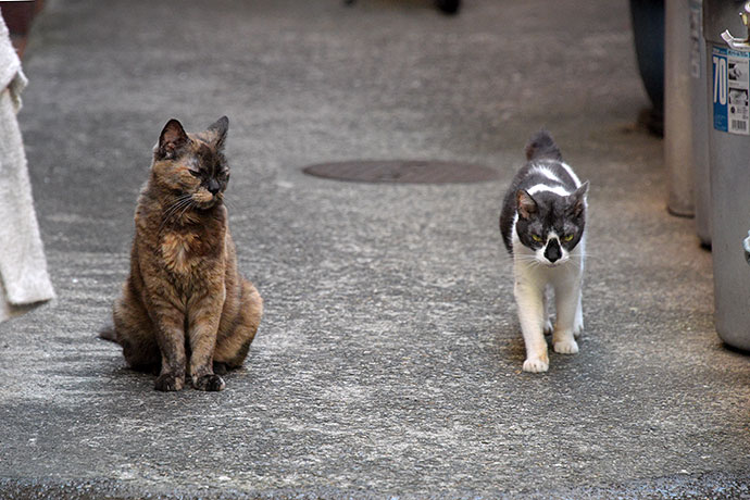 街のねこたち
