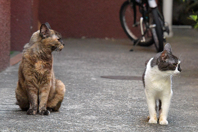 街のねこたち
