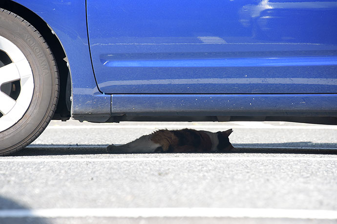 街のねこたち