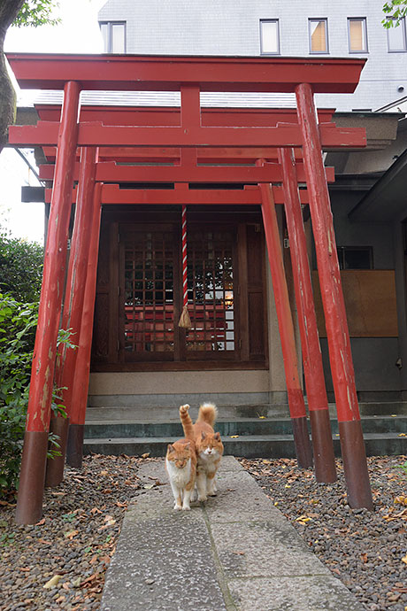 街のねこたち
