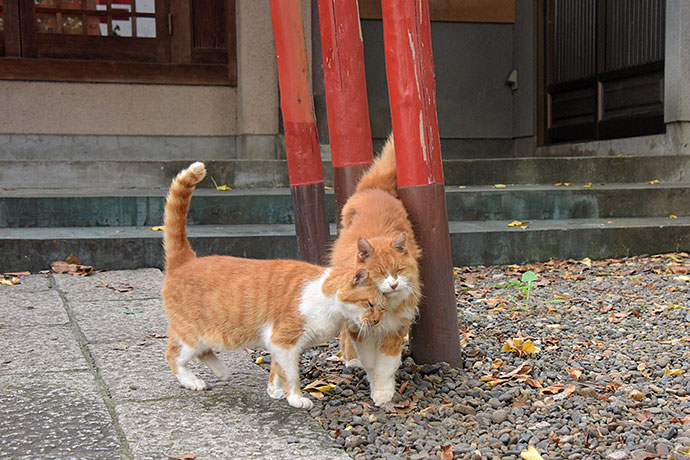 街のねこたち