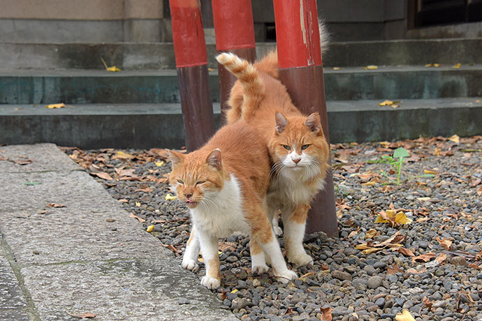 街のねこたち
