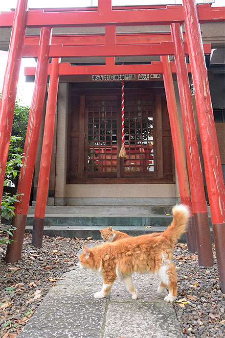 街のねこたち