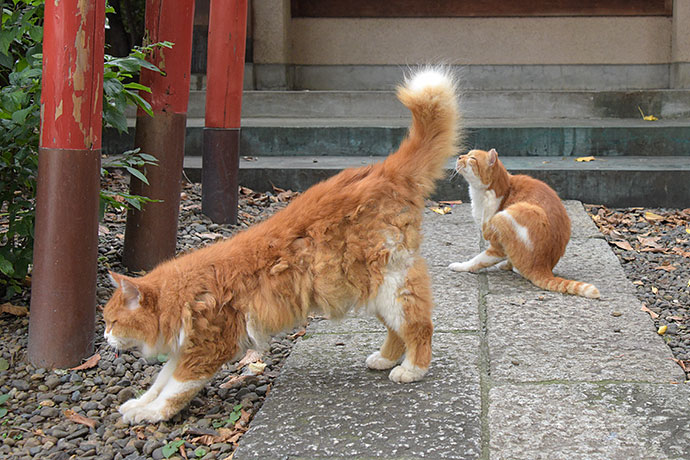 街のねこたち
