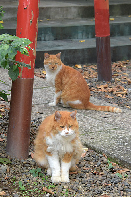 街のねこたち