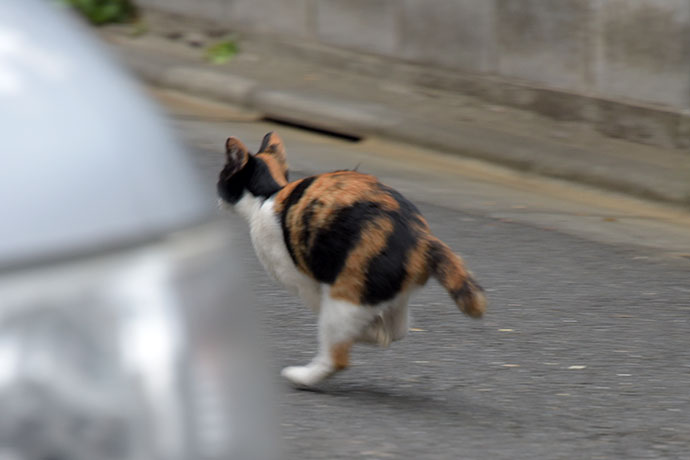 街のねこたち