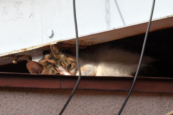 街のねこたち