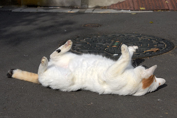 街のねこたち