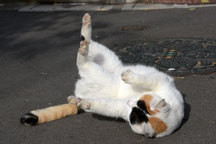 街のねこたち