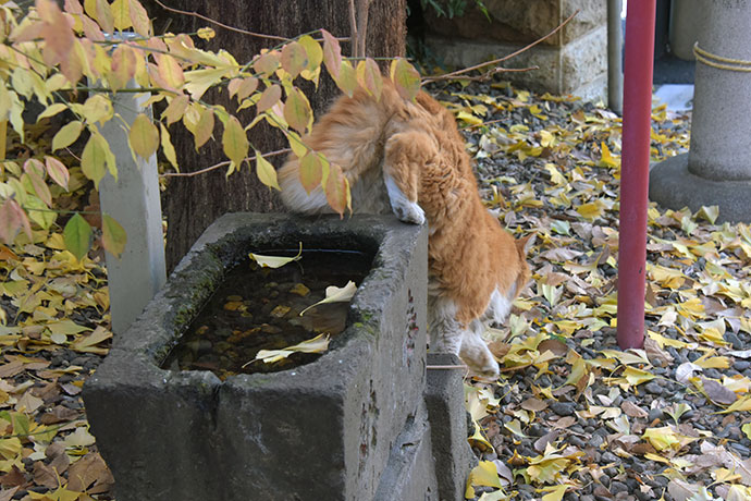 街のねこたち