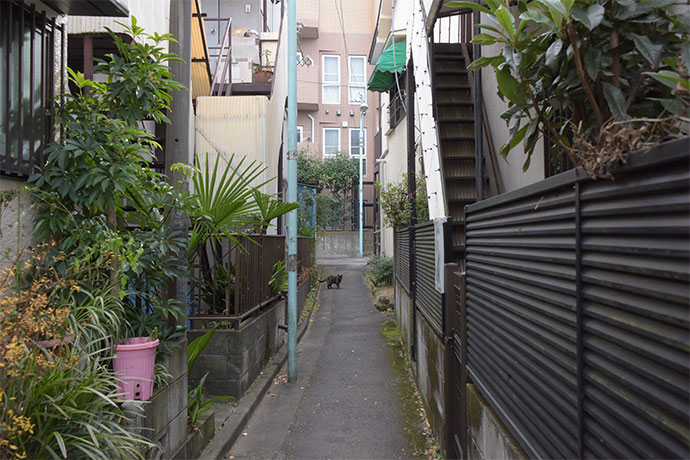 街のねこたち