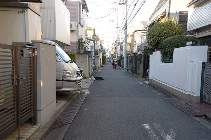 街のねこたち