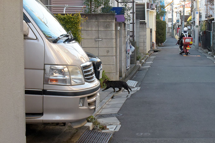 街のねこたち
