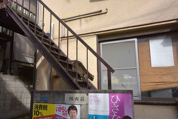 街のねこたち