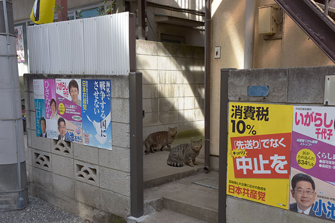 街のねこたち