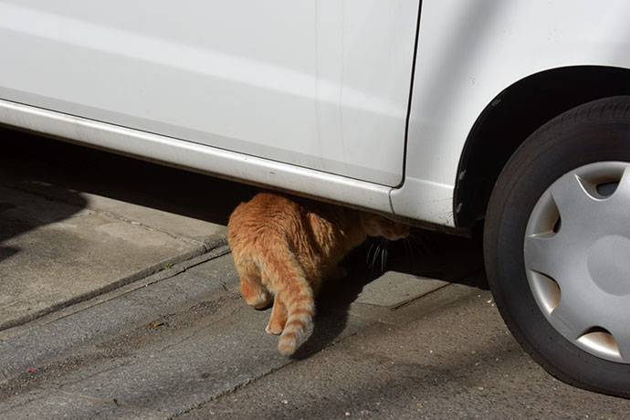 街のねこたち