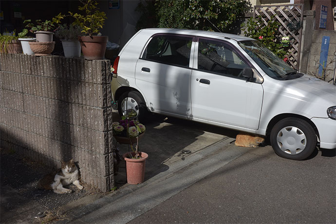 街のねこたち
