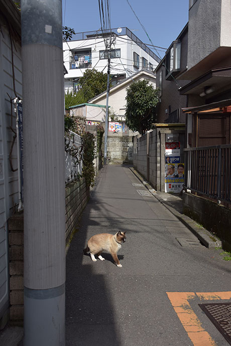 街のねこたち