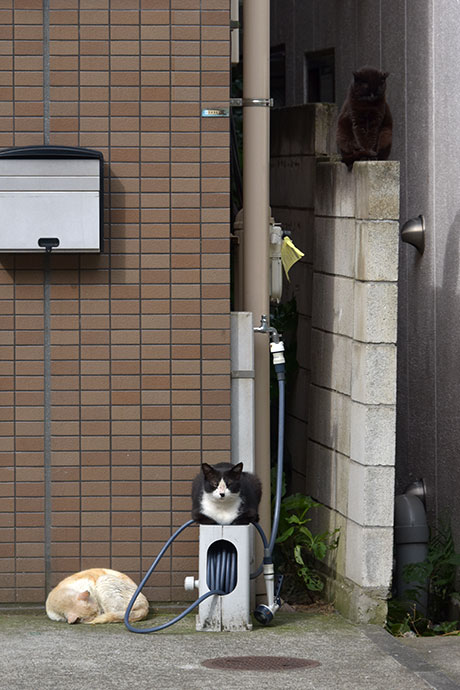 街のねこたち