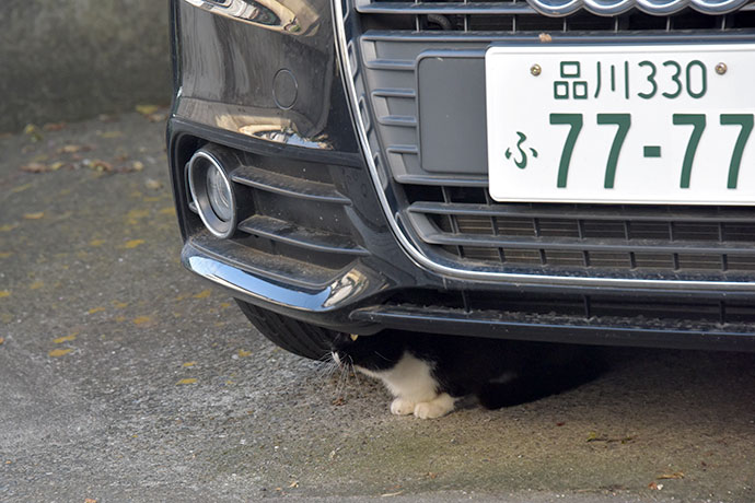 街のねこたち