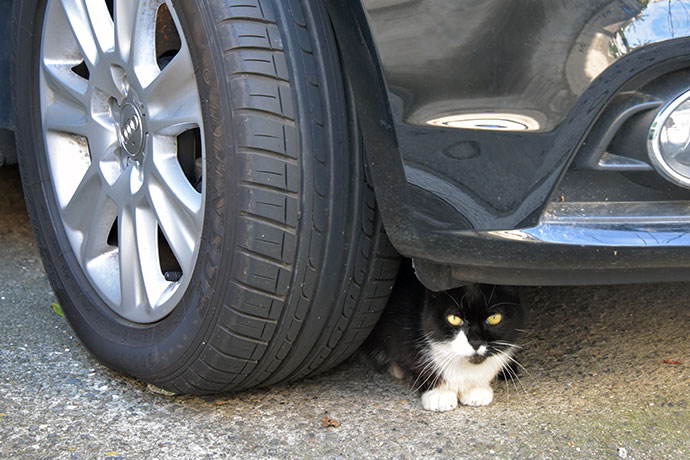 街のねこたち