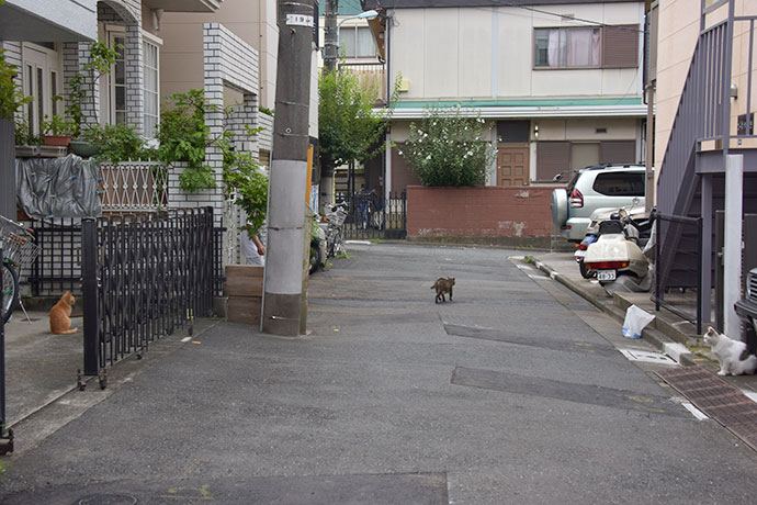 街のねこたち