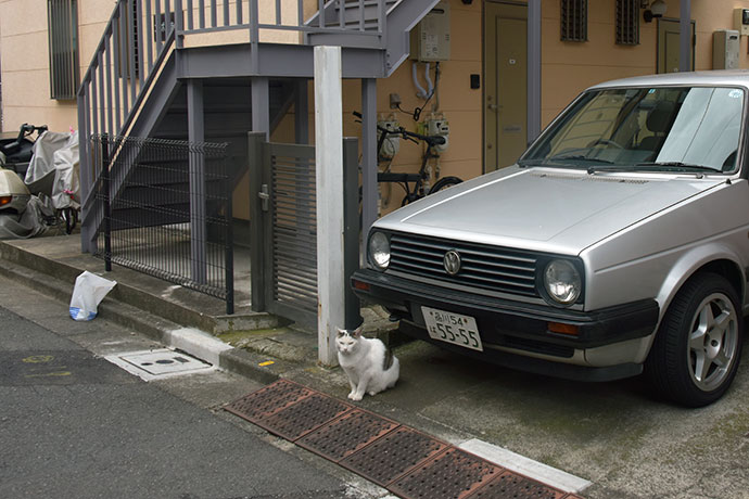街のねこたち