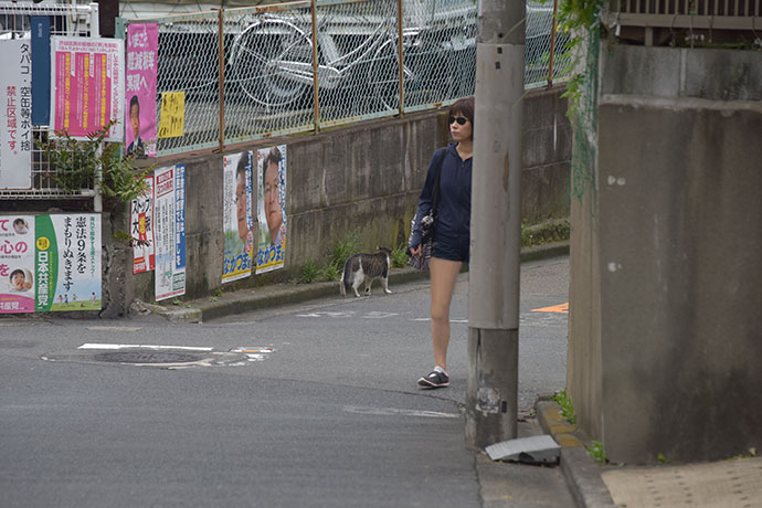 街のねこたち